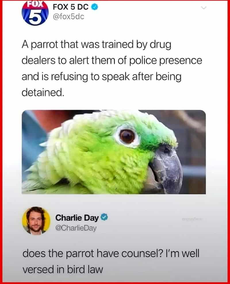 Parrot trained by drug dealers refuses to speak after being detained.