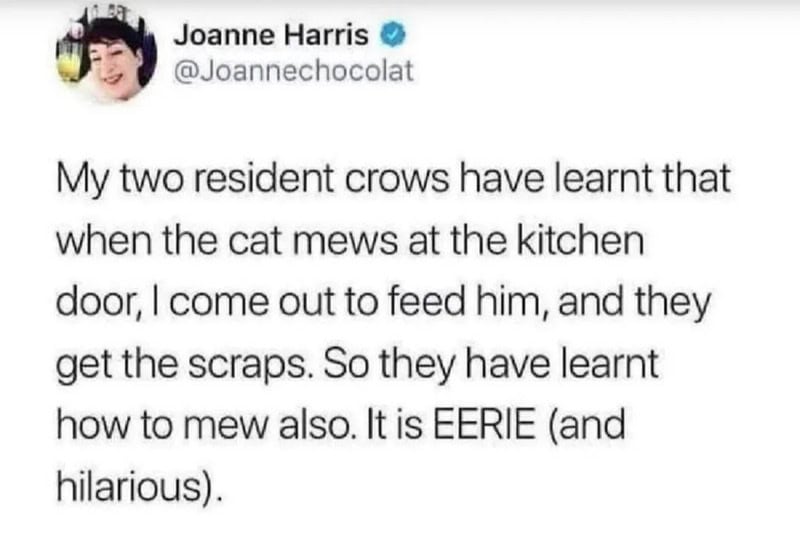 Joanne Harris tweet about her crows learning to meow like a cat.