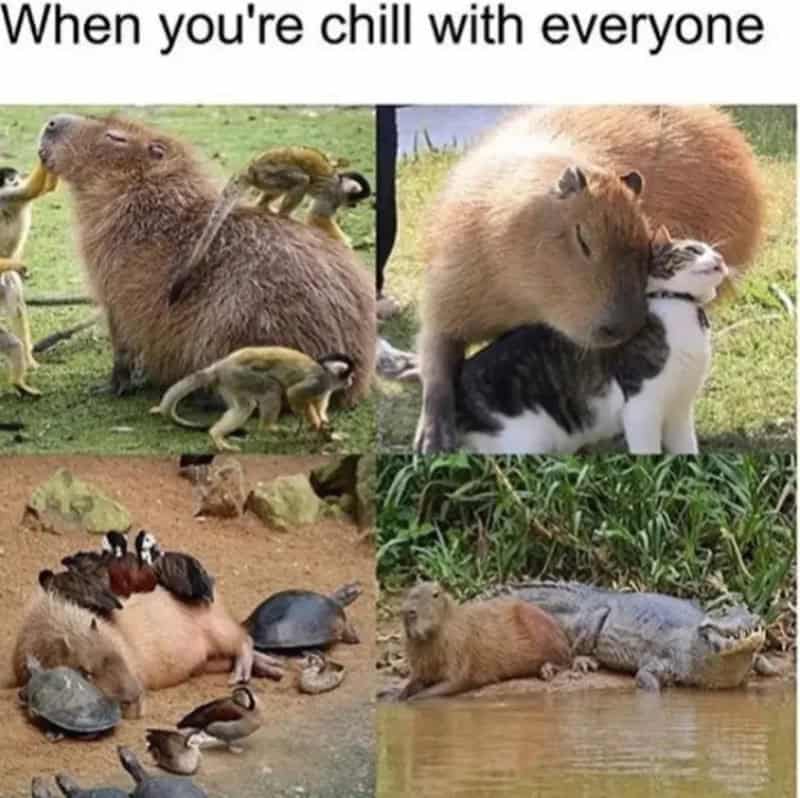 Group of animals relaxing and cuddling, including capybaras, a pig, a cat, turtles, and a crocodile.