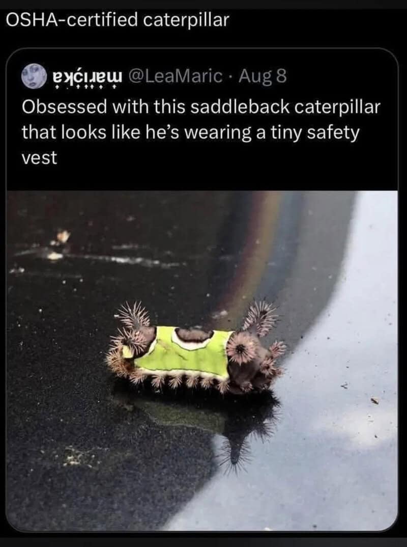 Obsession with saddleback caterpillar wearing tiny safety vest.