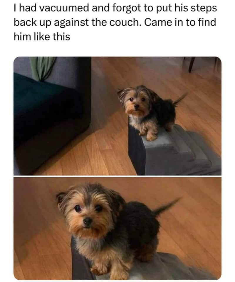 Cute small dog on a couch and a footstool, looking up.