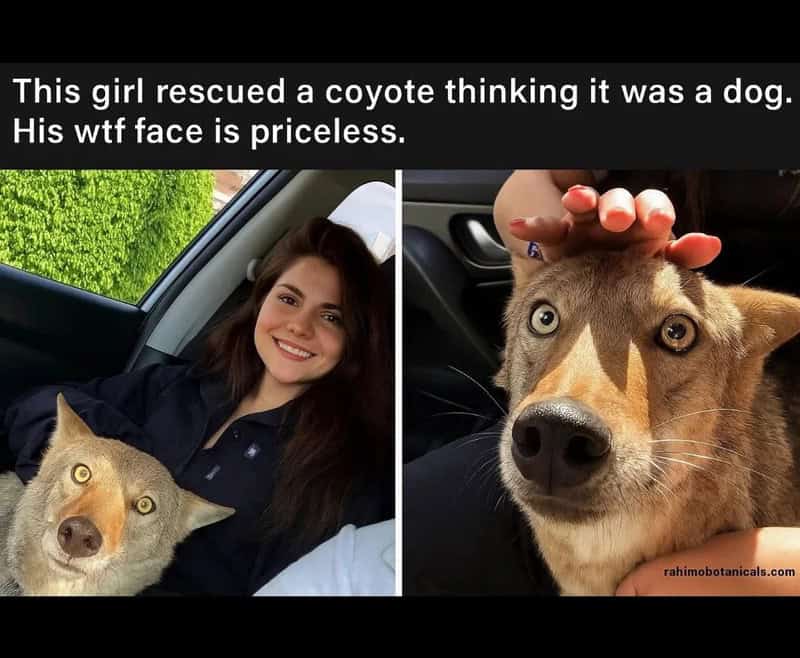Girl rescues coyote, thinks it's a dog, with a priceless expression.