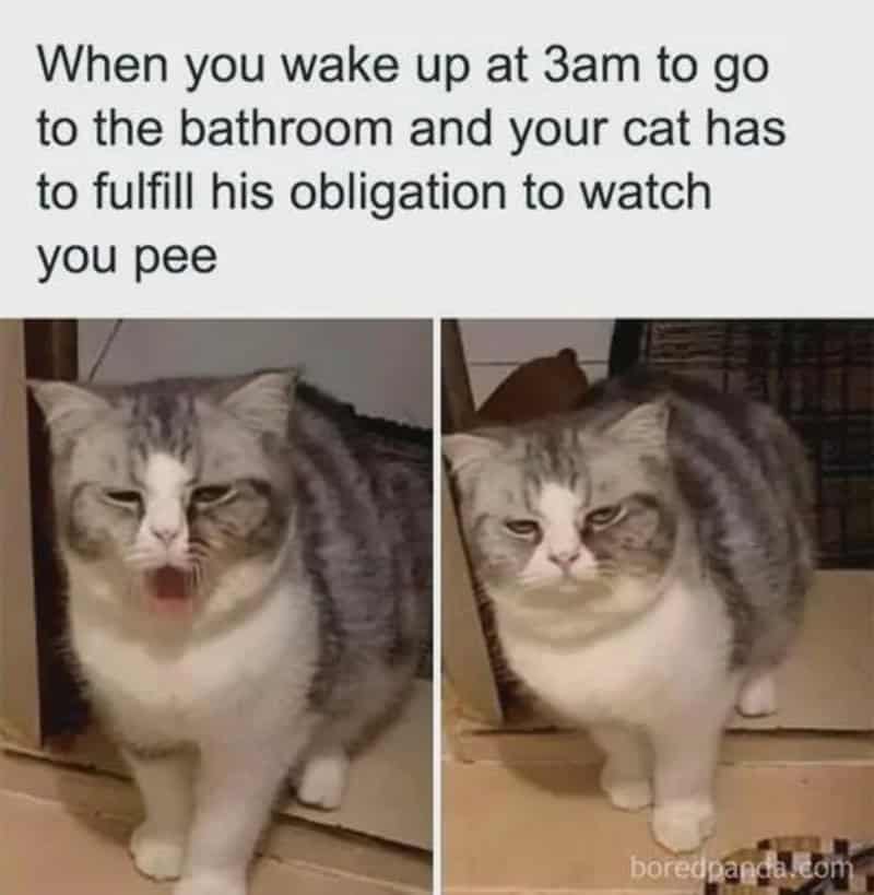 Funny cat yawning and looking sleepy with caption about waking up at 3am to watch you pee.