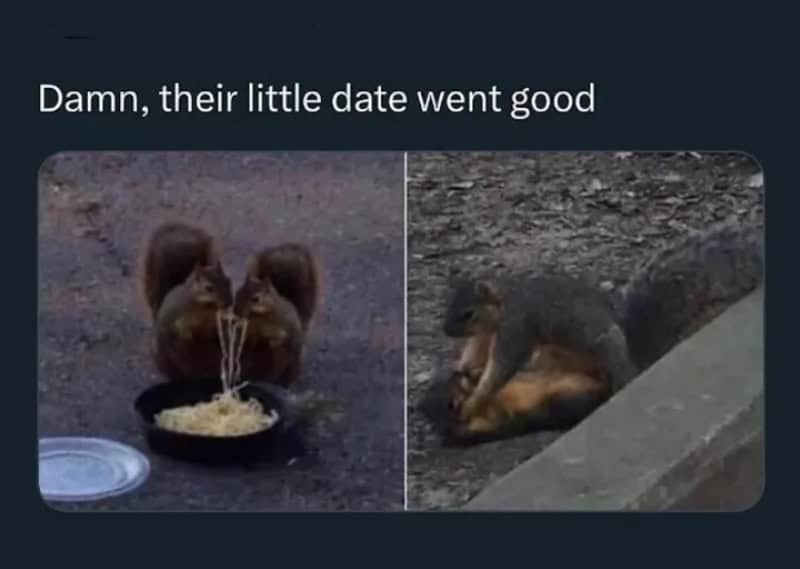Two animals, a squirrel and a dog, with the caption "Damn, their little date went good".