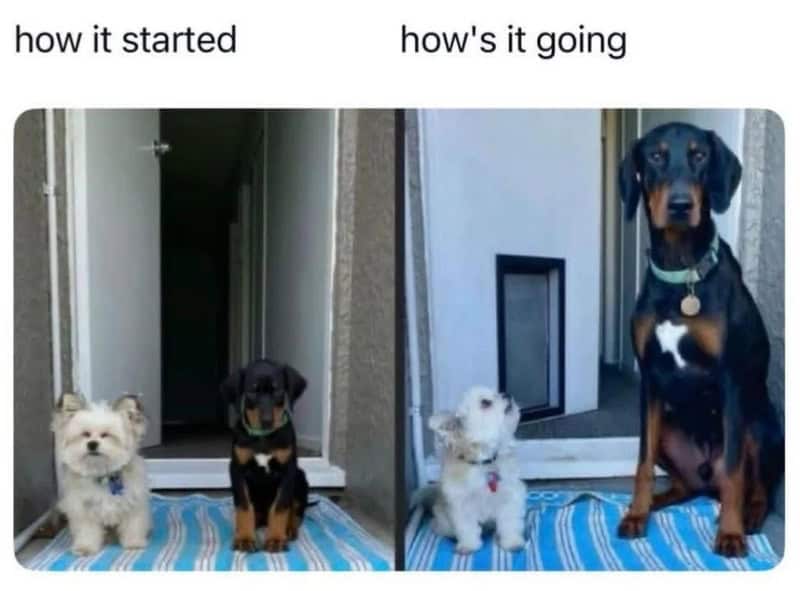 Comparison of two dogs with captions 'how it started' and 'how's it going'.