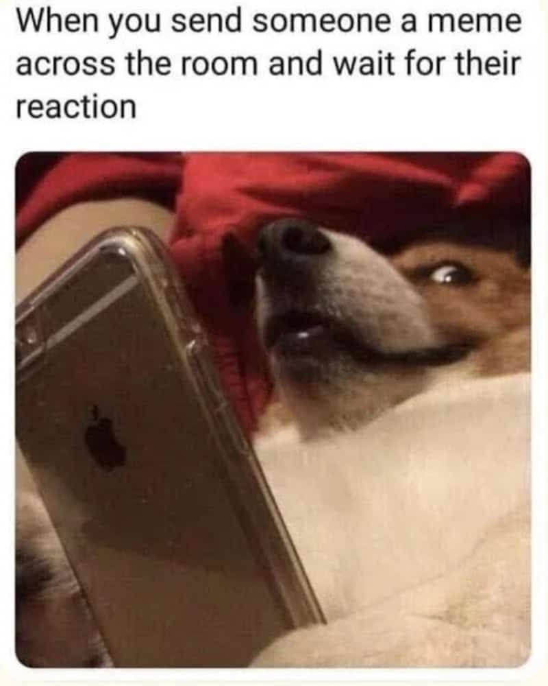 Dog looking at phone with a surprised expression, caption about sending memes.