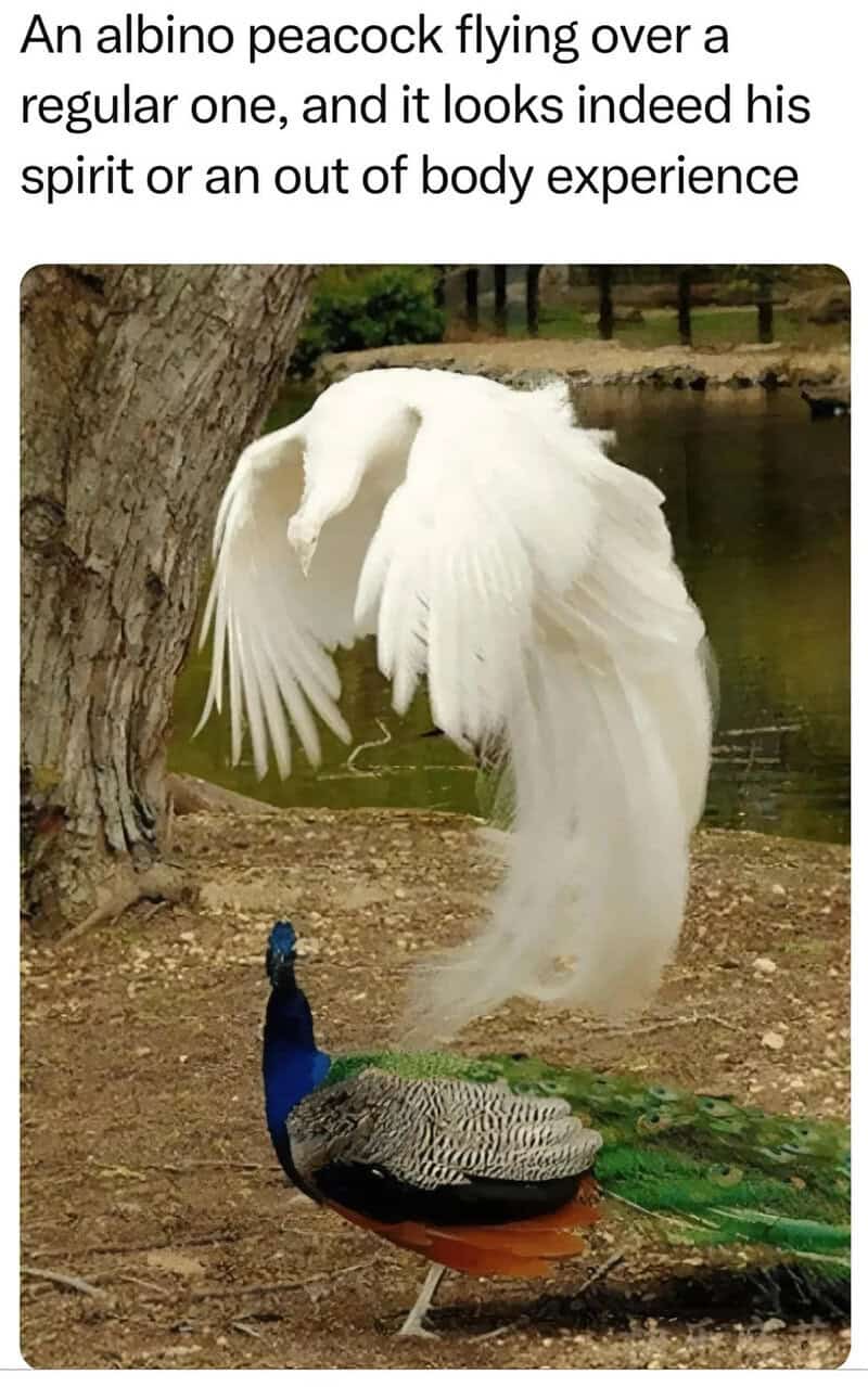 Albino peacock flying over a regular peacock near a pond.