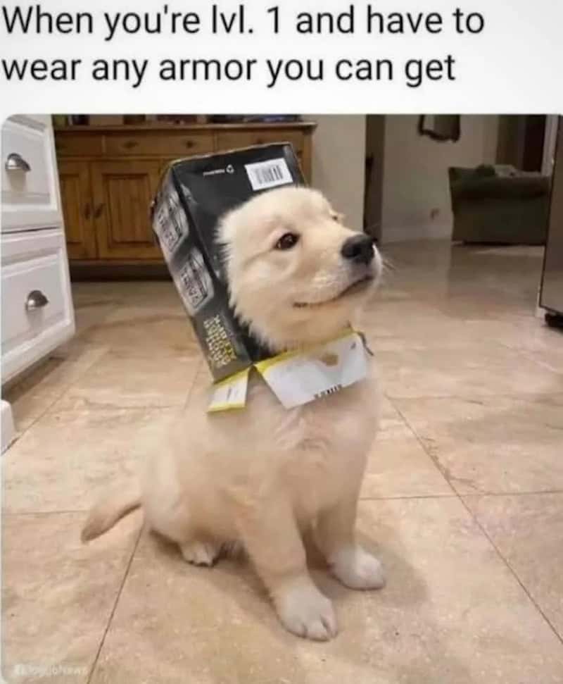 Cute puppy with a box on its head, captioned about wearing armor at level 1.