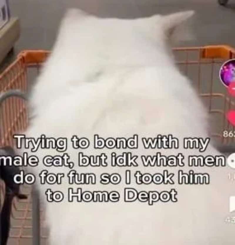 Trying to bond with my male cat, but idk what men do for fun so I took him to Home Depot.