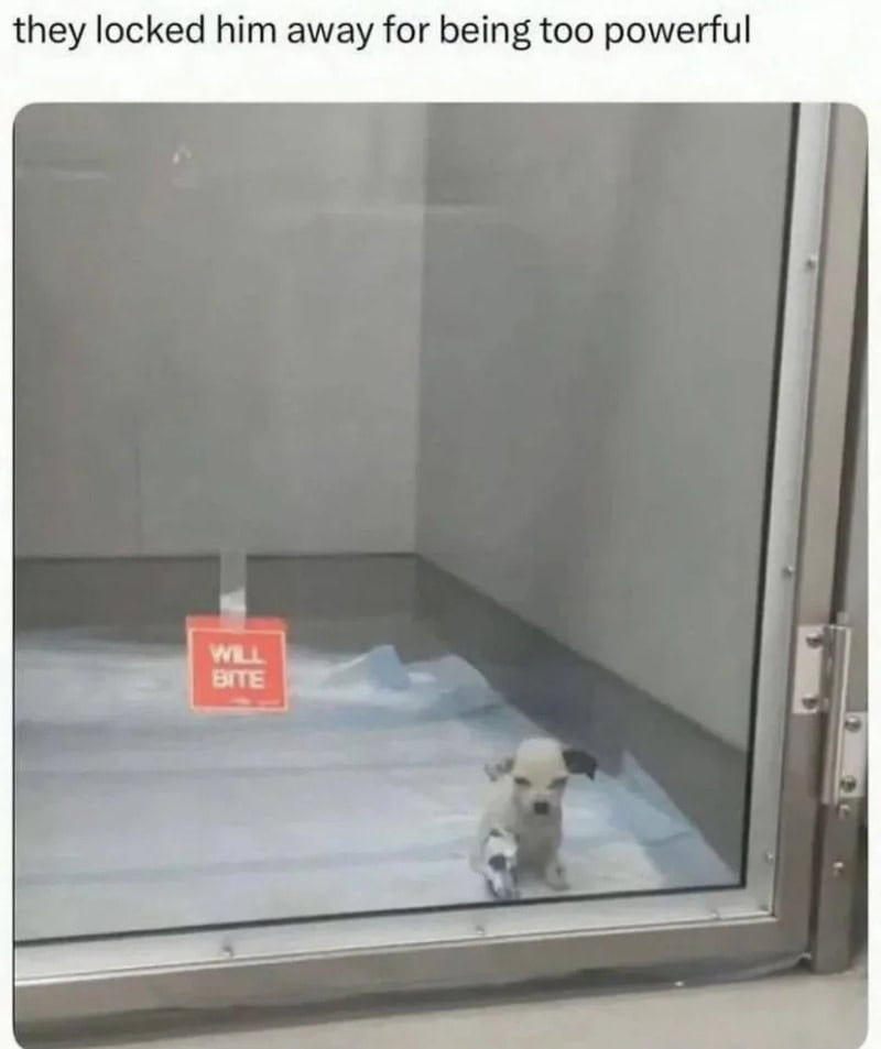 Small dog behind glass with a sign that says 'WILL BITE'.