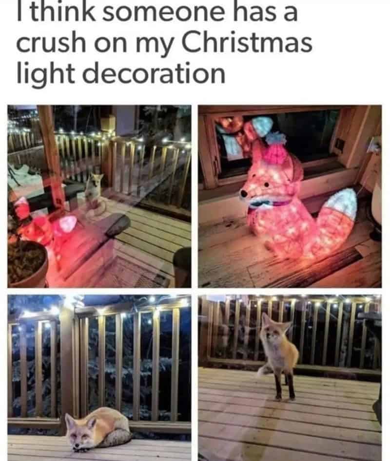 Cats and a fox with Christmas lights and decorations, including a glowing fox and a plush fox.