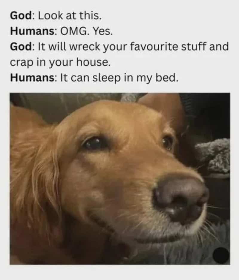 Dog with a humorous caption about sleeping in the bed.