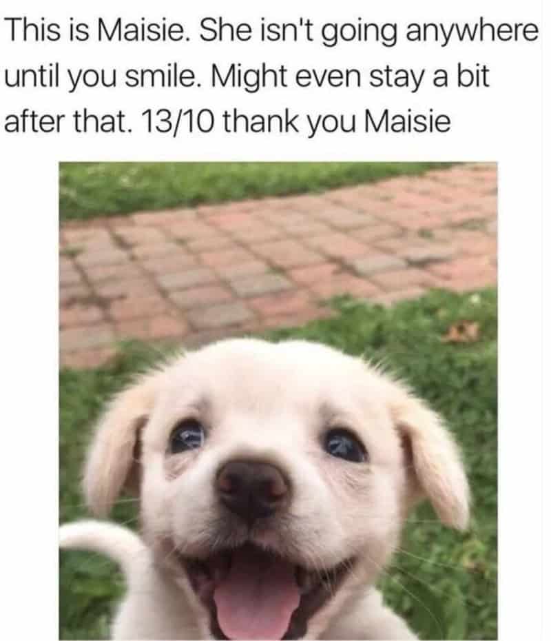 Adorable puppy with open mouth and happy expression, outdoors on grass.