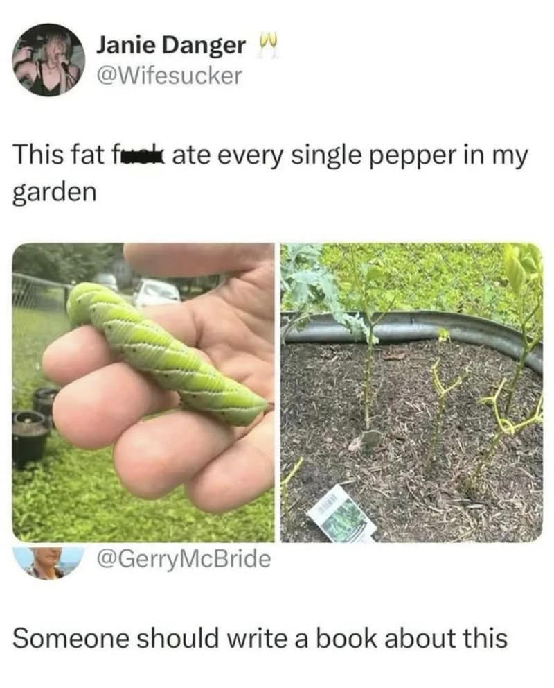 Two images of a green caterpillar and a garden with plants and soil.