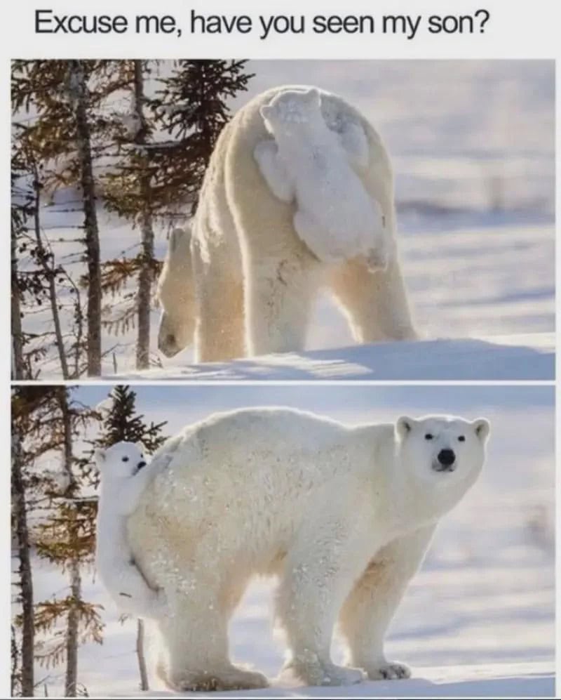 Polar bear with snow on its back, asking if you've seen its son.