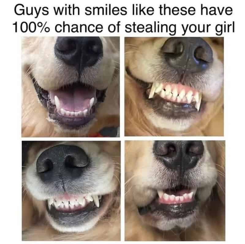 Four dogs with different smiles, showing their teeth, under the caption about stealing girls.