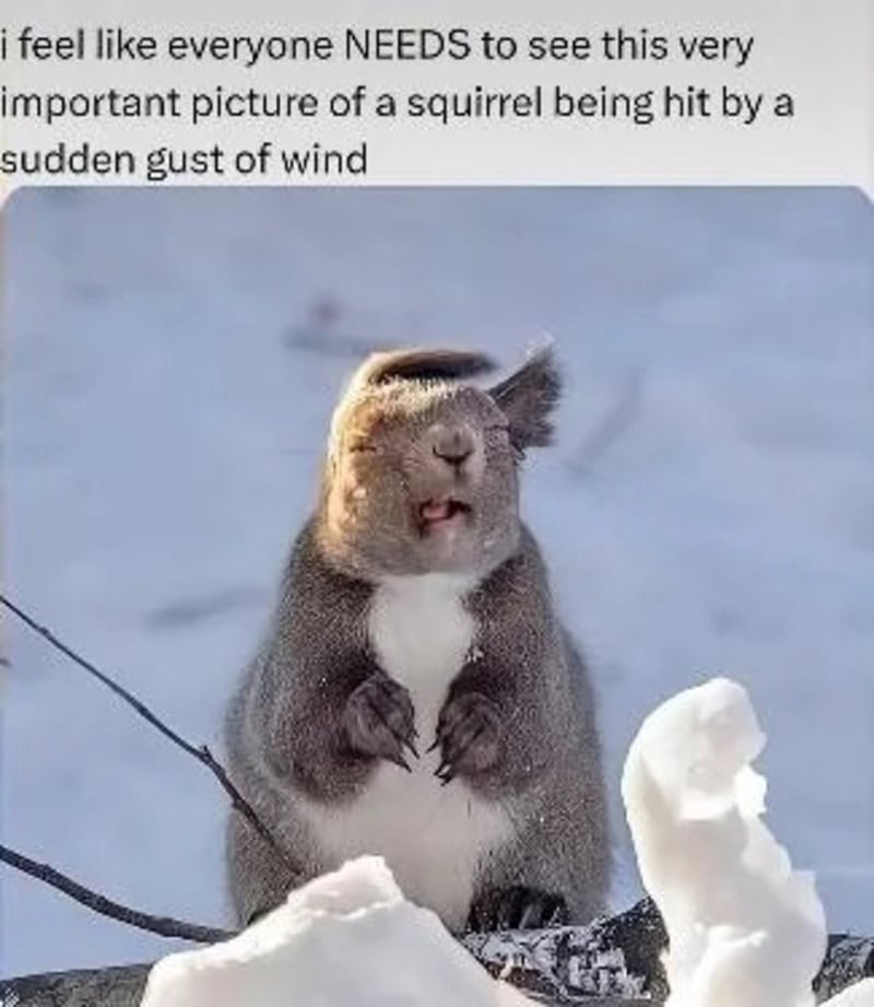 Squirrel with wind-blown fur and snow on its face, looking surprised.