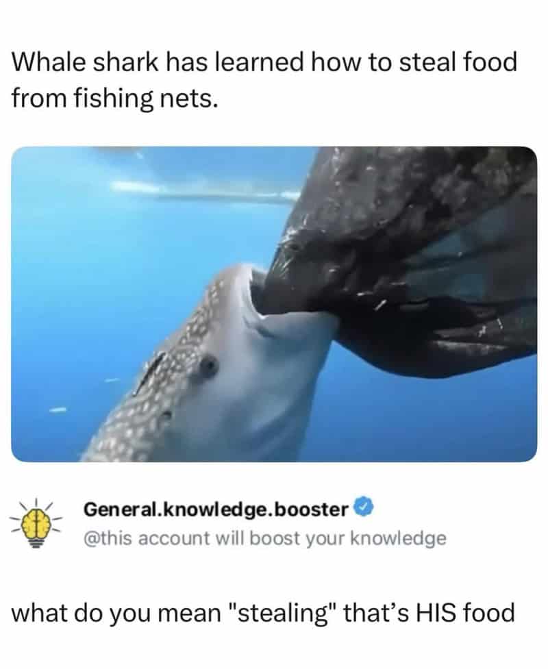 Whale shark stealing food from fishing nets, as shown in the meme.