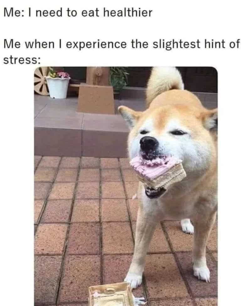 Dog with a piece of bread in its mouth, looking happy.