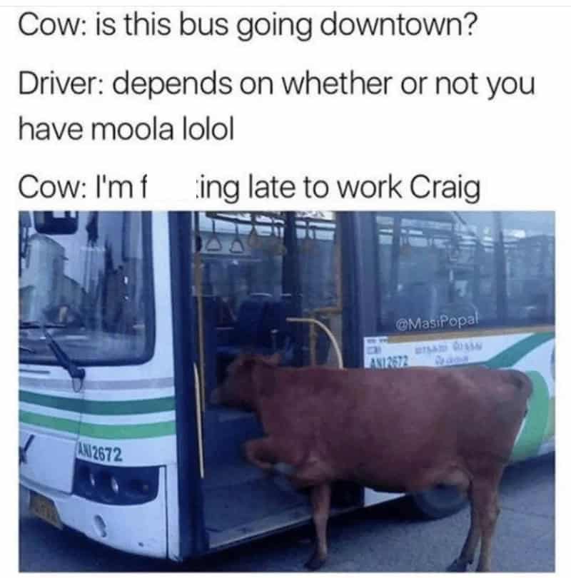 Cow trying to get on a bus, with humorous dialogue about transportation and work.