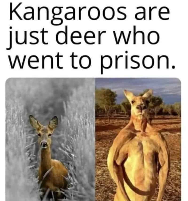 Kangaroos are just deer who went to prison.