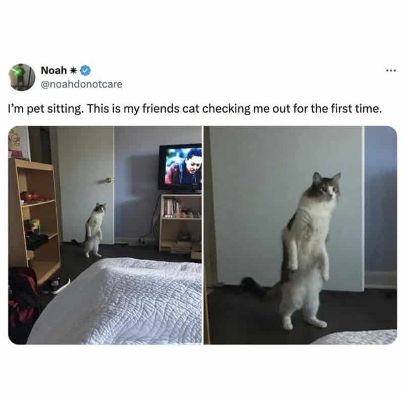 Pet sitting cat checking owner on TV in a bedroom.