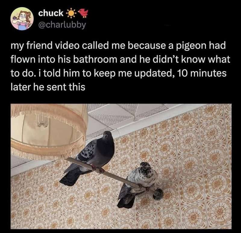 Pigeon on a stick in a bathroom with patterned tiles.