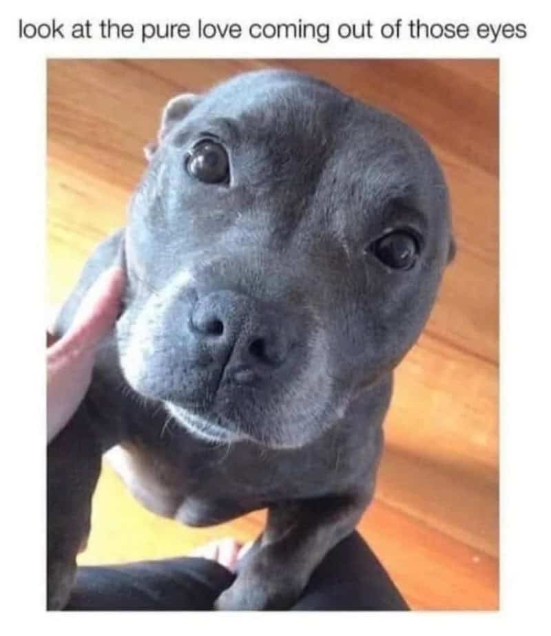Cute gray dog with soulful eyes, looking up with love and innocence.