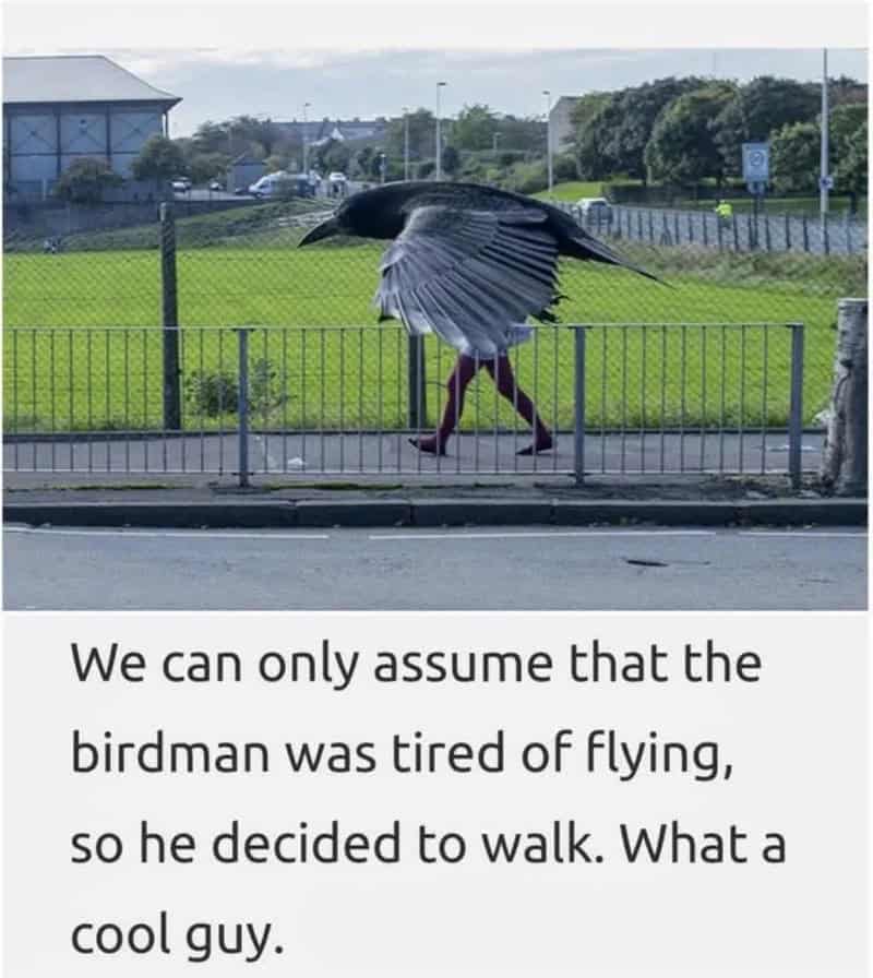 Bird with human legs walking behind a fence, with a humorous caption.