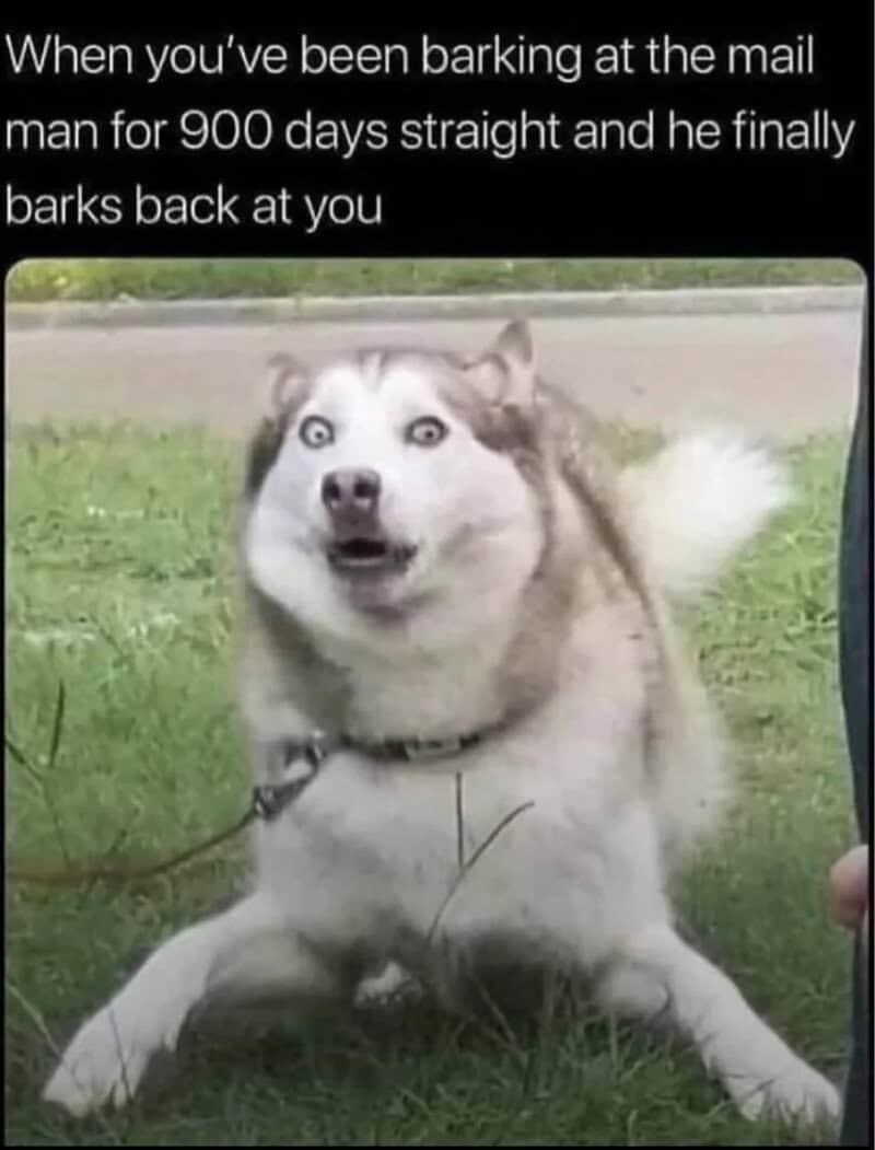 Husky with wide eyes and mouth open, looking surprised.