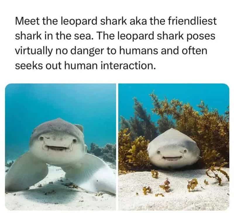 Meet the leopard shark aka the friendliest shark in the sea. The leopard shark poses virtually no d.
