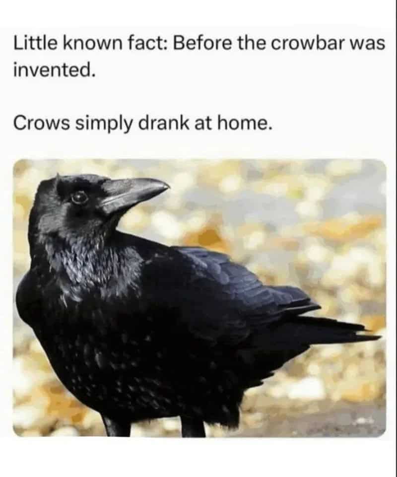 Black crow with a long beak on a blurred background.
