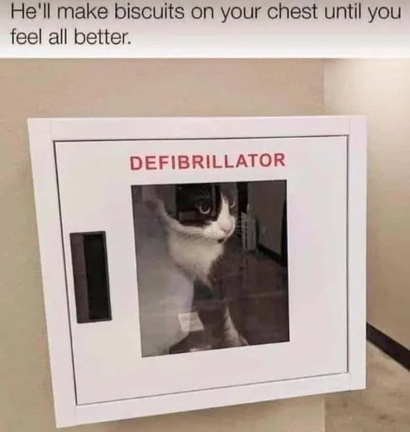 Cat behind a defibrillator box with the caption about biscuits and feeling better.