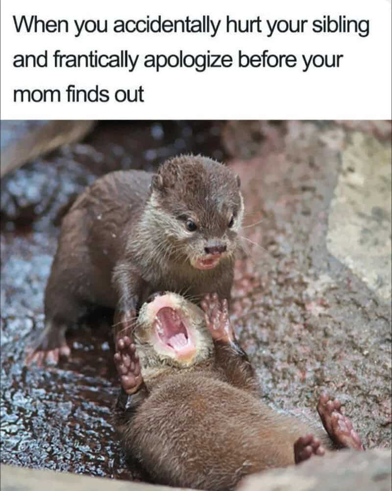 Otters playing with each other, one with mouth open, on muddy ground.