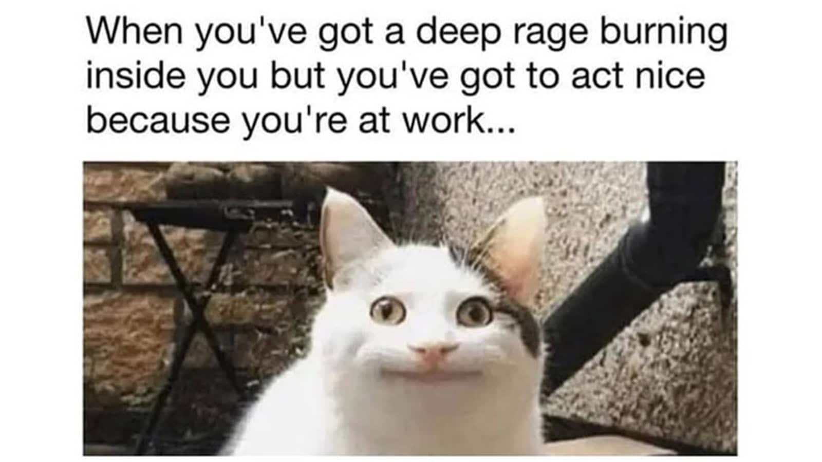 Cat with a funny face and a meme about deep rage burning inside.