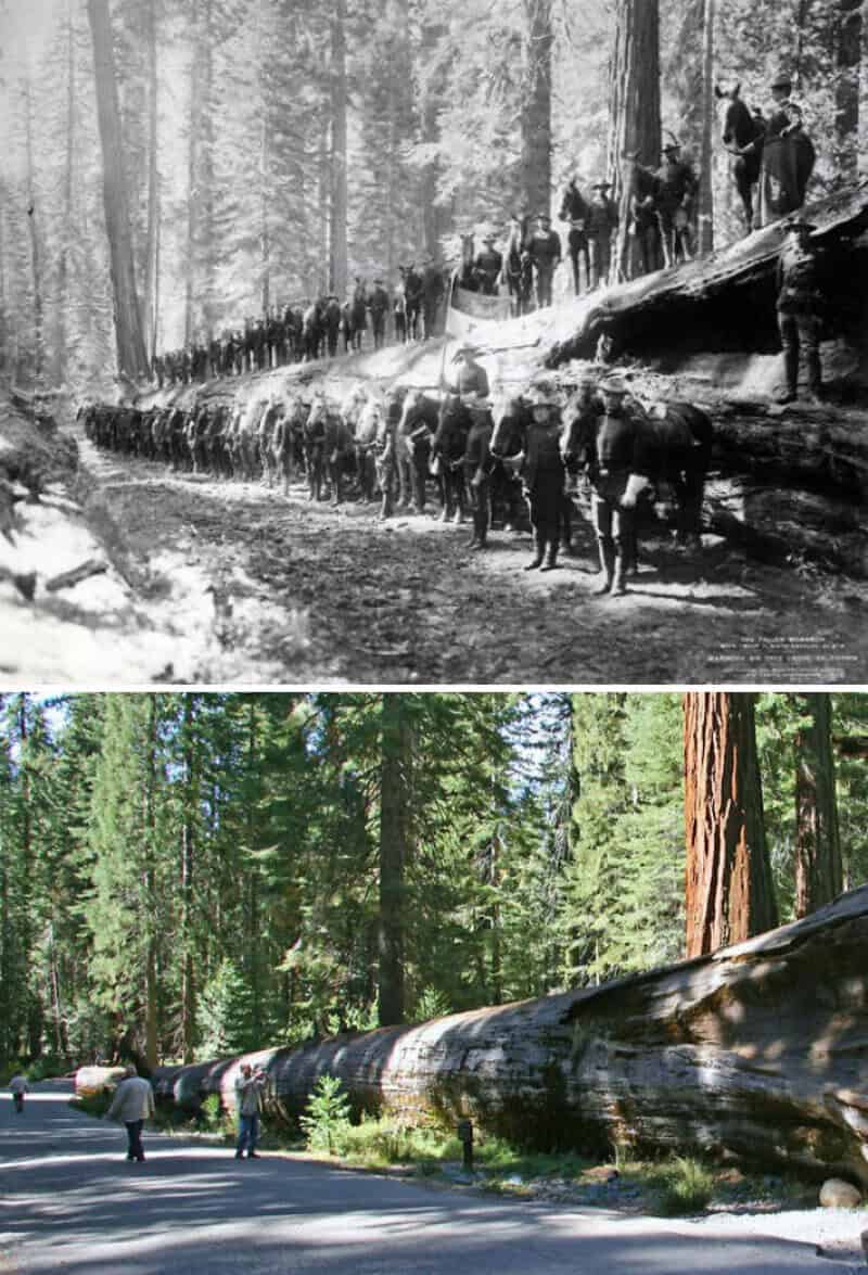 Historical black and white photo of people walking past a fallen tree in a forest.