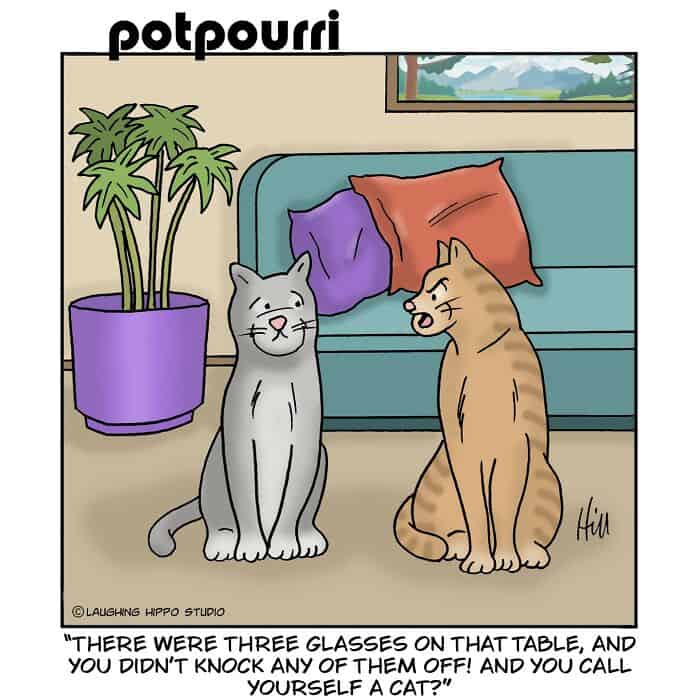 Two cats sitting on the floor in front of a sofa with colorful pillows.