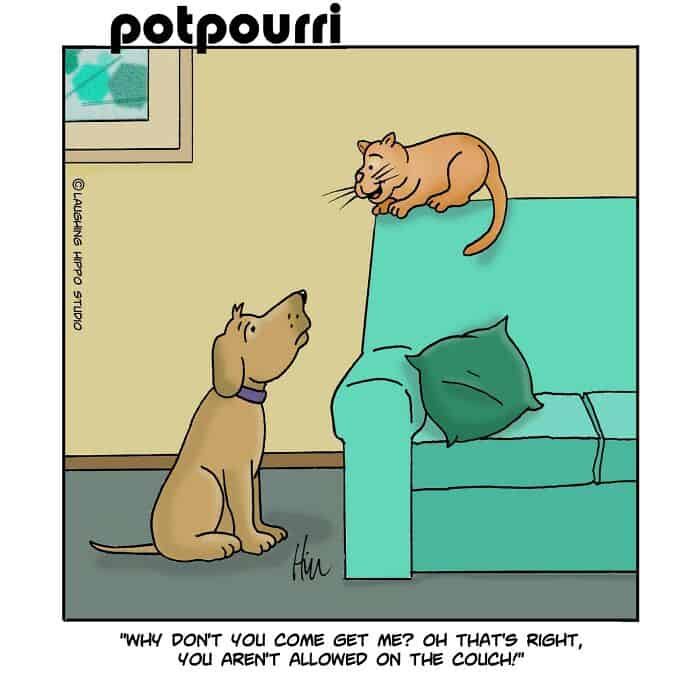 Dog asking cat to come on the couch, playful cartoon scene.