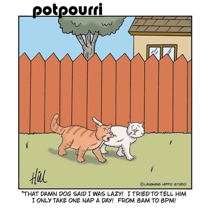 Two cats arguing in a backyard with a wooden fence and house in the background.
