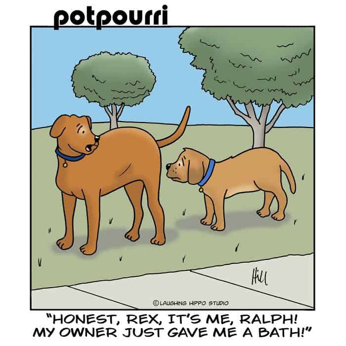 Two dogs, one large and one small, standing outdoors near trees.