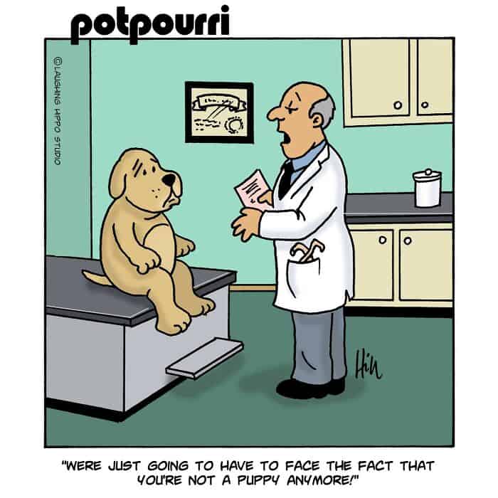"Vet talking to a puppy on an examination table in a veterinary clinic".
