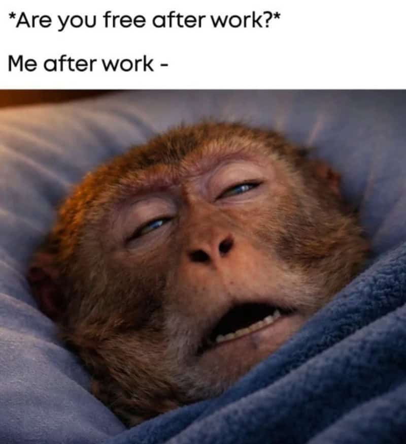 A tired, sleepy monkey with half-closed eyes and a relaxed expression.