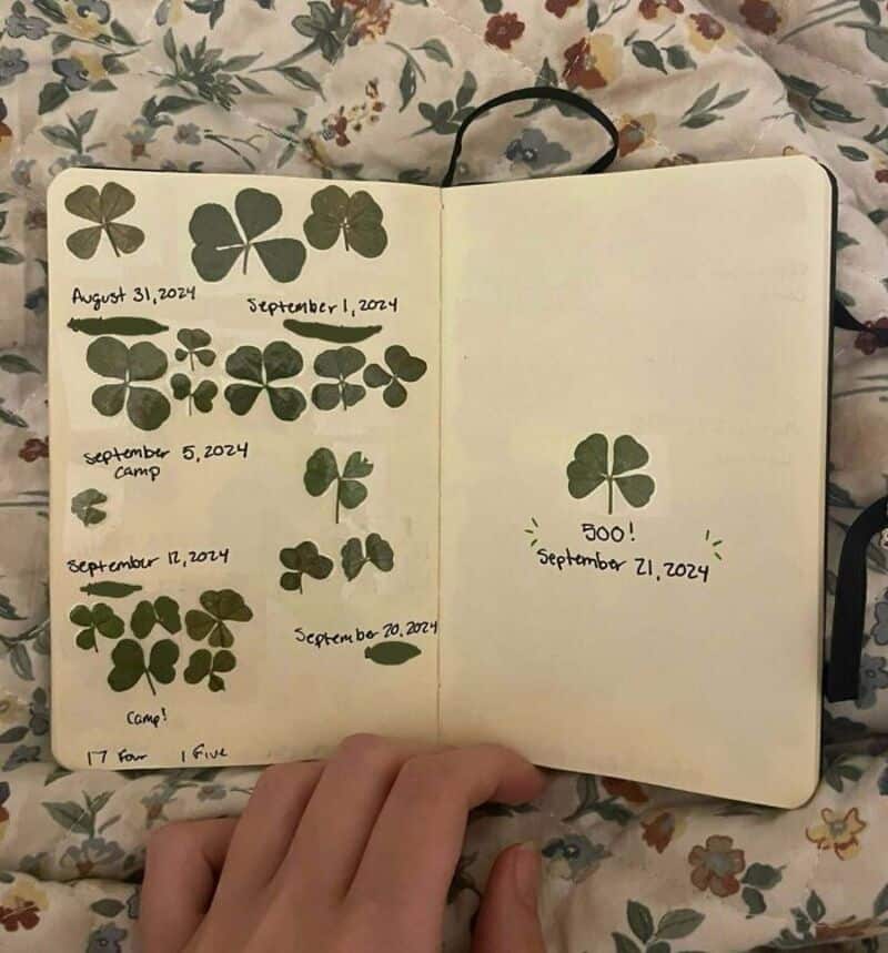Collection of pressed four-leaf clovers with dates written next to each.