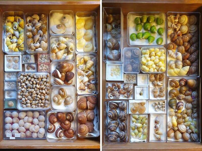 Assorted seashells organized in a wooden box with compartments.