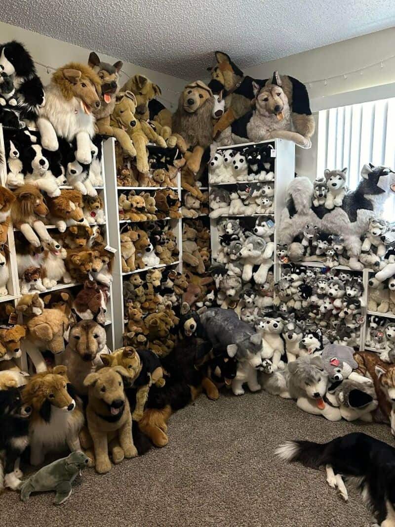 A room filled with shelves of numerous plush dog and wolf toys, with some real dogs lying on the rug.