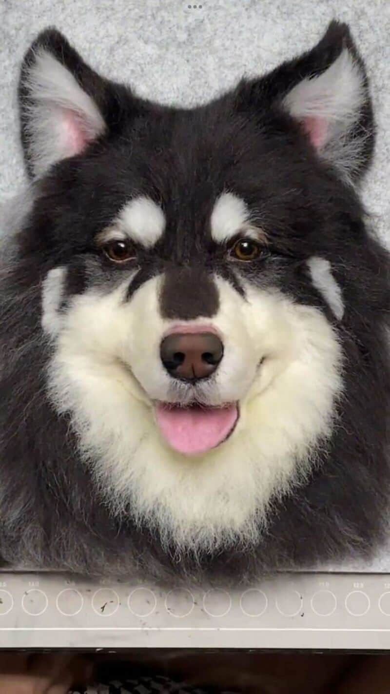 A dog with black and white fur, fluffy face, and a happy expression.
