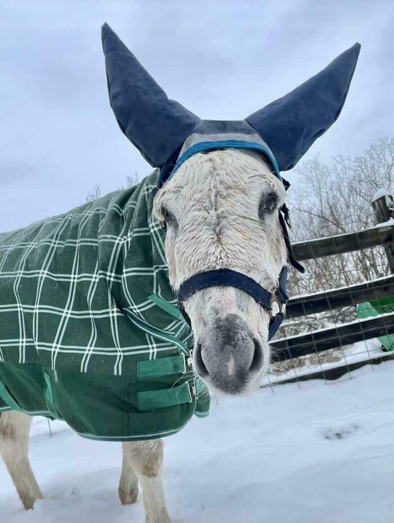 Donkey wearing a blue hat and green plaid blanket in snowy outdoor setting.