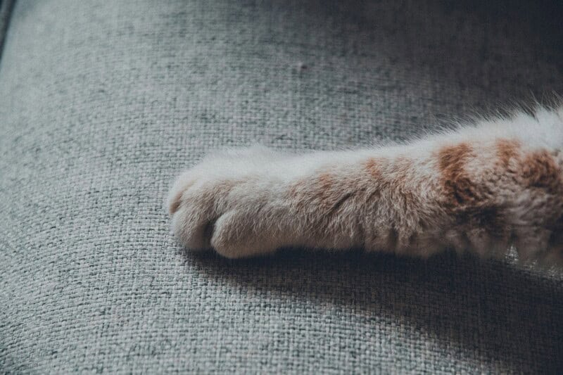 Close-up of a cat's paw on a gray fabric surface.