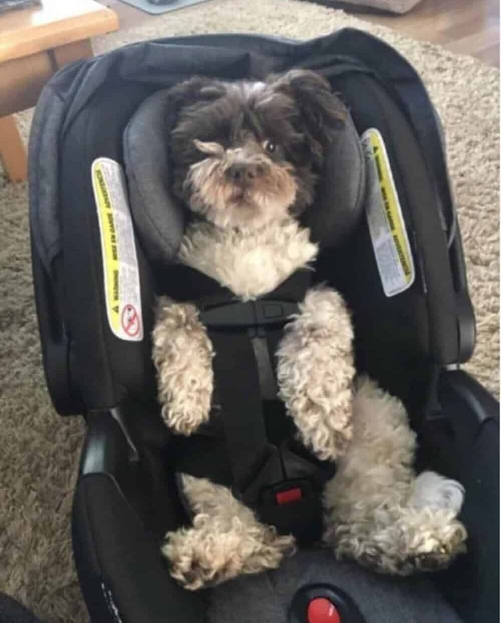 My pregnant wife need to "test" her new purchase.