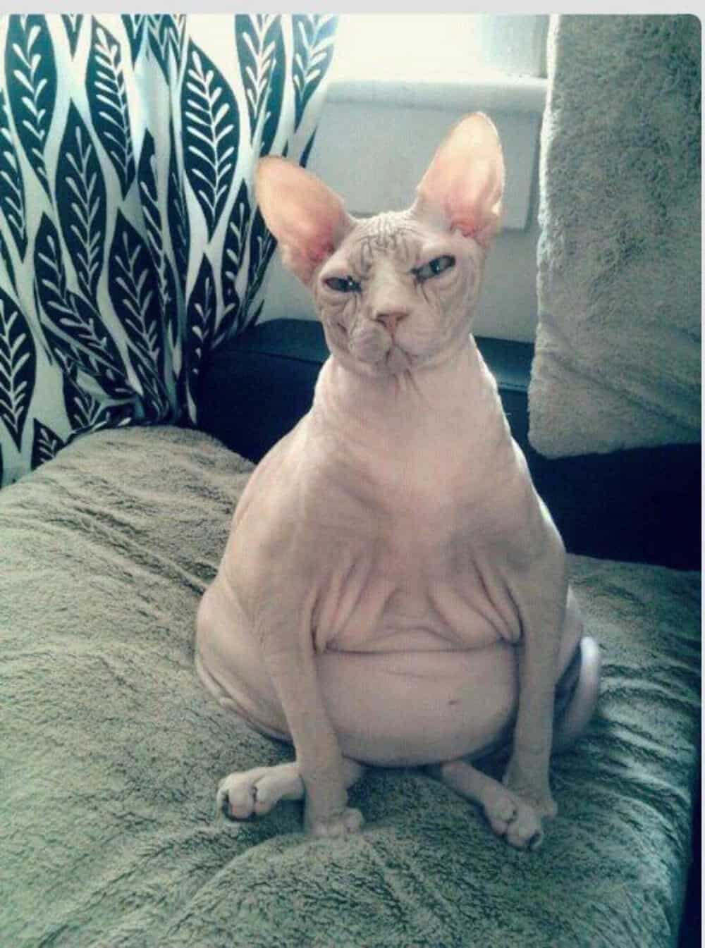 A cat with a human-like belly sitting on a couch.